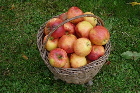 Domácí jablka